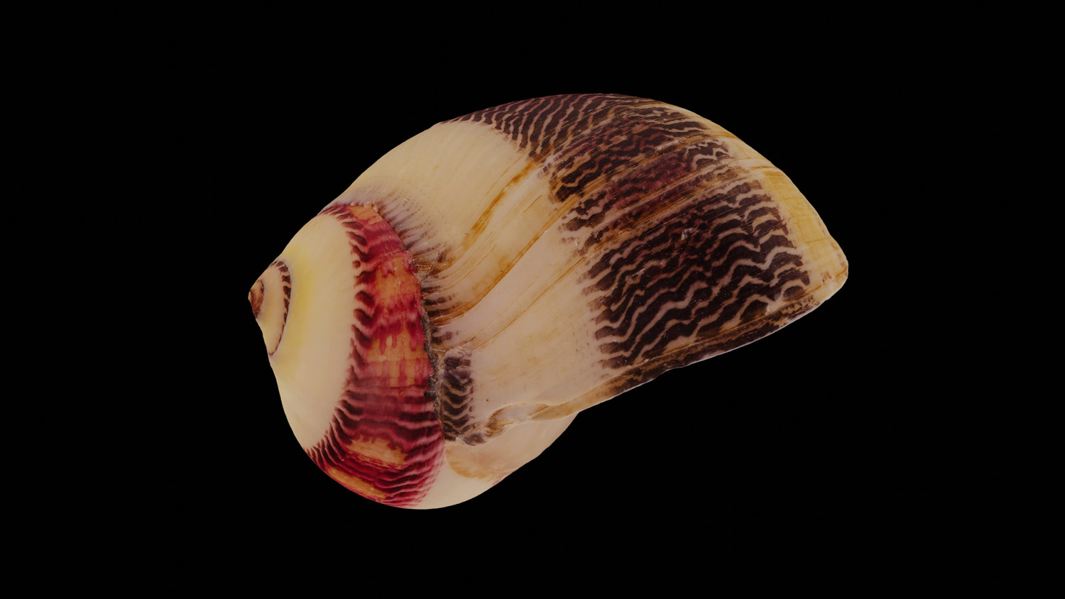 Vittina waigiensis